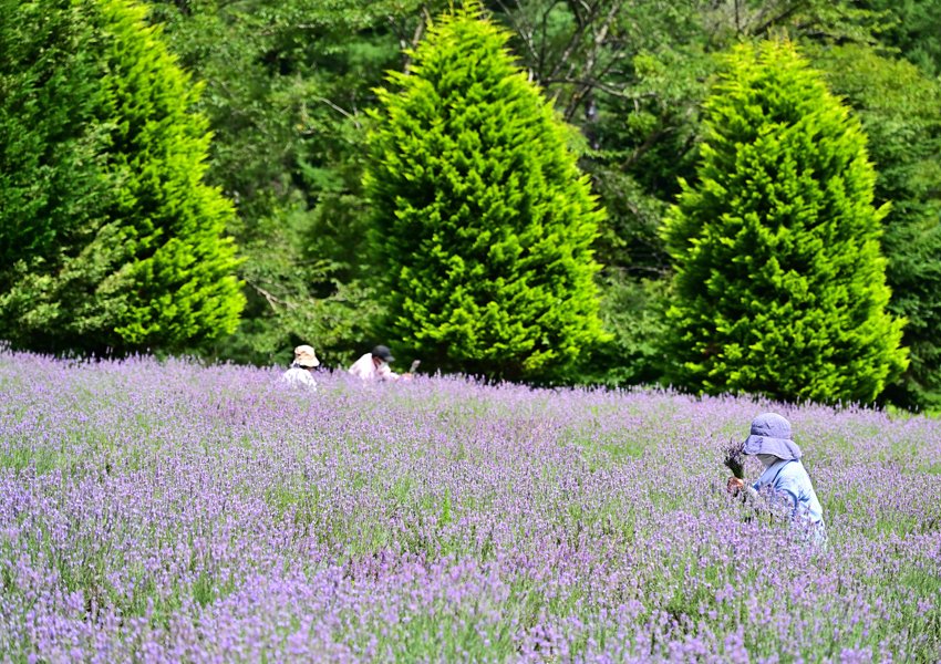 🌿 히루젠 허브 가든 허빌 이미지 8